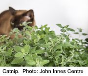 News Picture: Catnip: The 'Why' Behind Cats' Favorite High