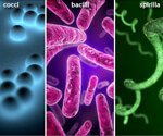 Bacterial Infections 101 Pictures Slideshow: Types, Symptoms, and Treatments