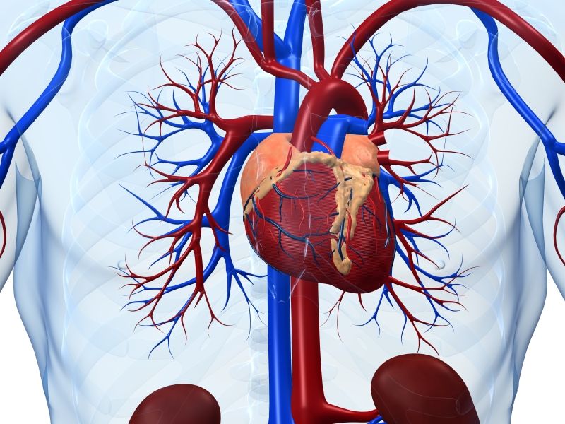 News Picture: Obesity Ups Survival in Heart Failure, but That's No Reason to Pile on Pounds