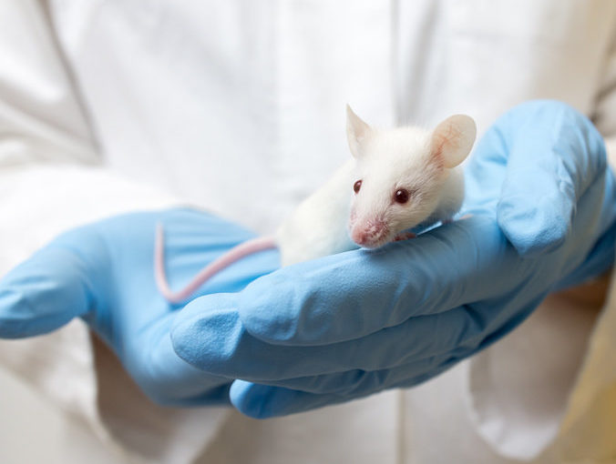 Mouse studies tune into hearing regeneration