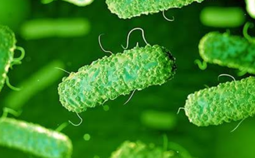 Scientists provide new insight on how bacteria share drug resistance genes