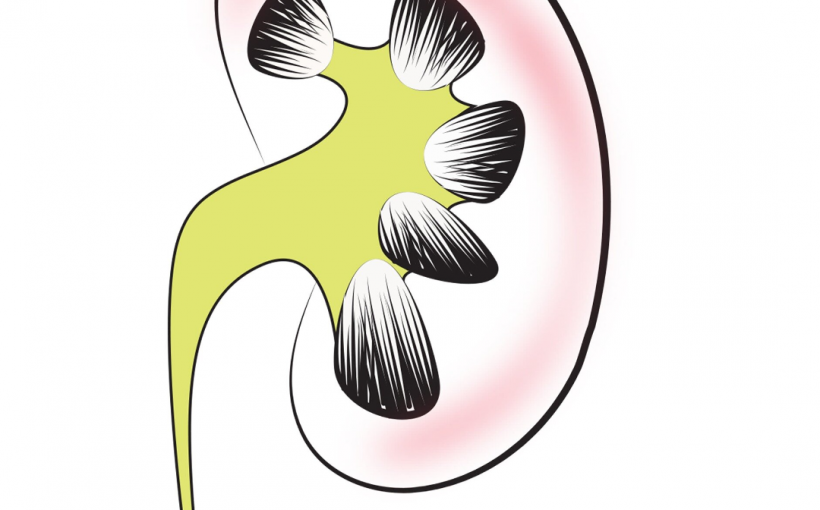Researchers identify key steps in development of kidneys