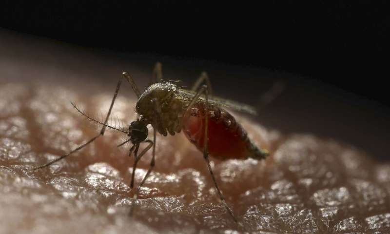 Promising malaria vaccine enters final stage of clinical testing in West Africa