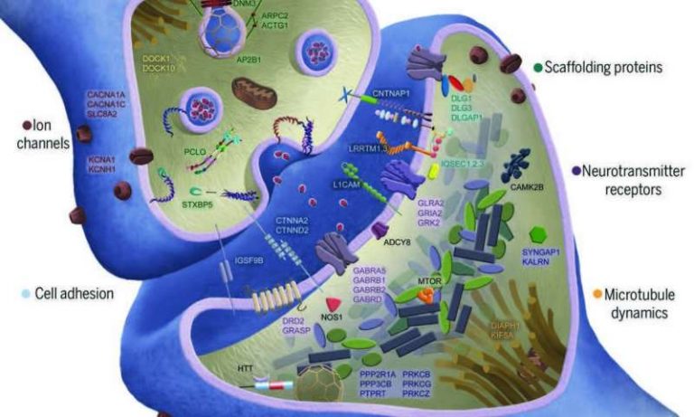 research finding genetic basis for schizophrenia