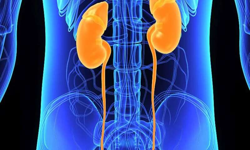 Source of common kidney disease lies outside the kidney, study suggests