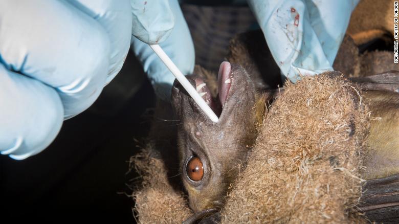 Bats and pangolins in Southeast Asia harbor SARS-CoV-2-related coronaviruses, reveals new study