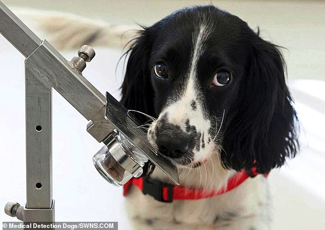 Specially trained animals could identify those carrying coronavirus, say experts