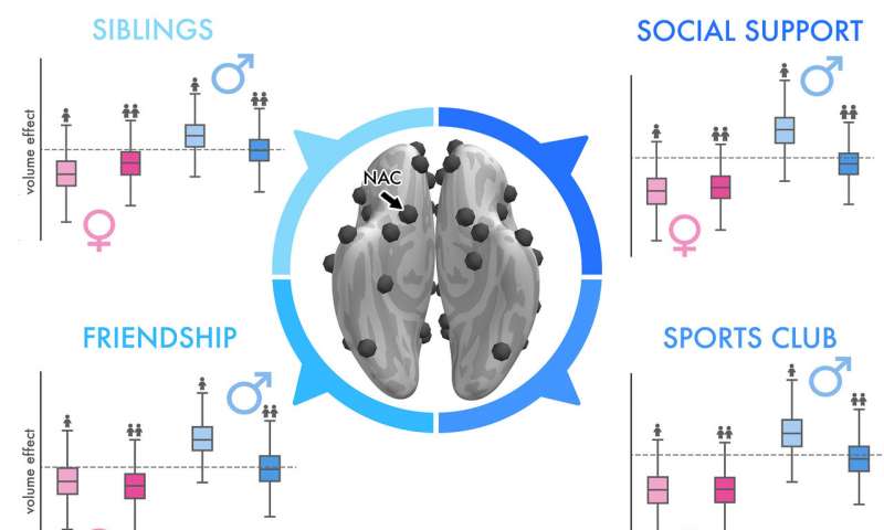 Study shows major gender differences in the human social brain