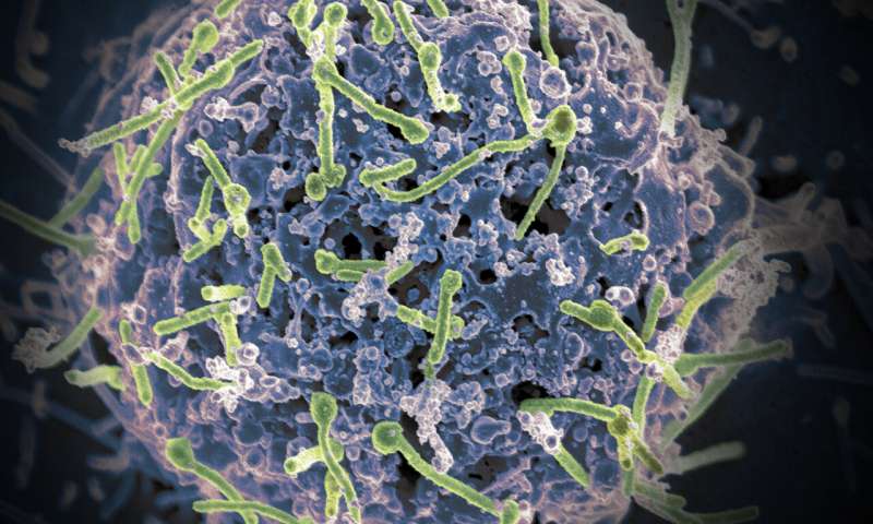 Parasites of viruses drive superbug evolution