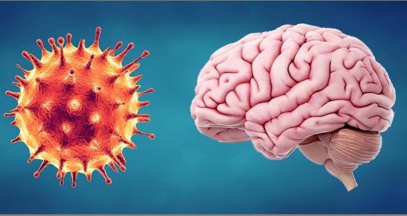 How could COVID-19 and the body's immune response affect the brain?