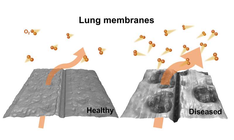 New study shows how oxygen transfer is altered in diseased lung tissue