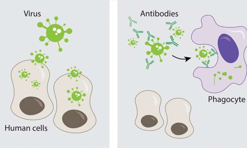 Why don't antibodies guarantee immunity?