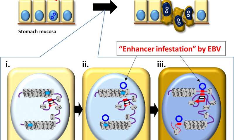 Epstein-Barr virus rewires host epigenomes to drive stomach cancer