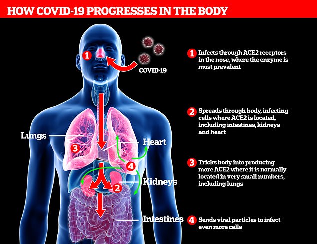 How Covid-19 progresses in the body