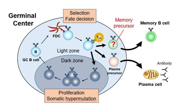 The making of memory B cells and long-term immune responses