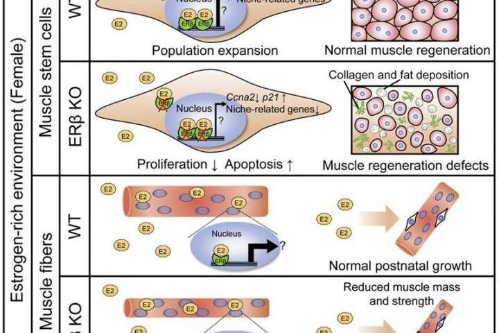 Skeletal muscle development and regeneration mechanisms vary by gender