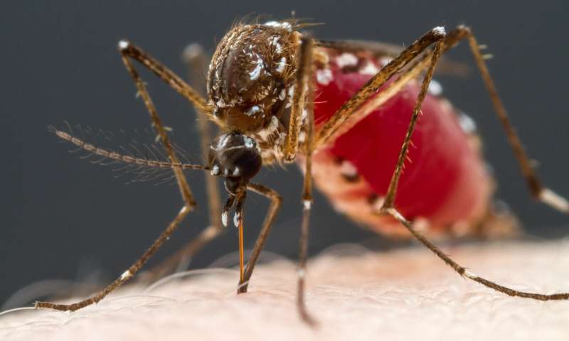 Discovery in mosquitoes could lead to new strategy against dengue fever and other mosquito-borne vectors