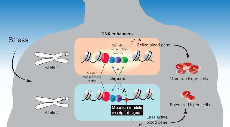 Missed signals? A new way we vary from each other biologically