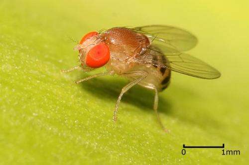 Fruit flies offer clues to how brains make reward-based decisions