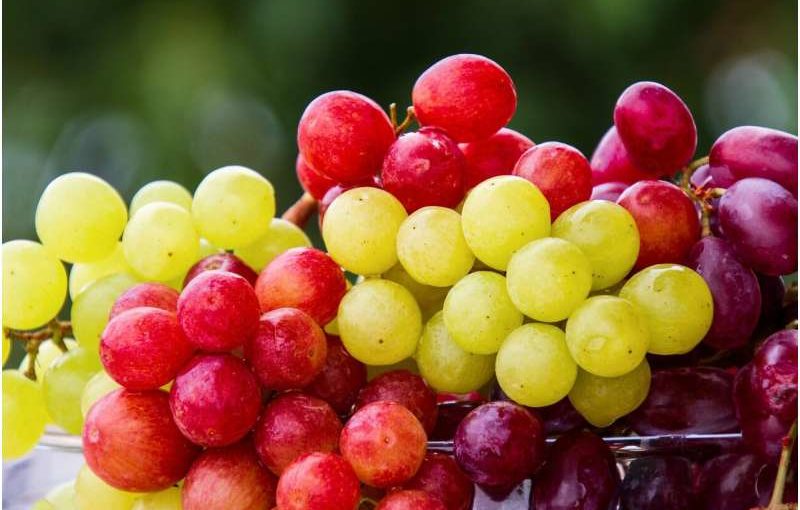 Grapes increase gut biome diversity and lower cholesterol