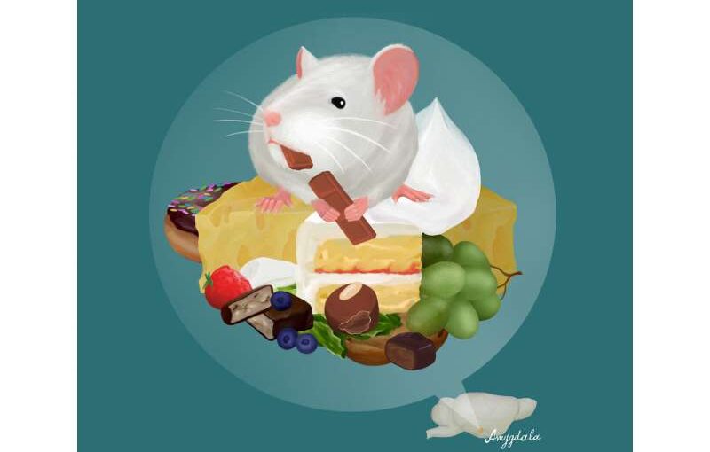 How tasty is the food? New insights on how the brain regulates feeding behavior